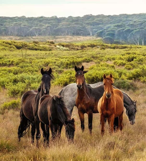 Wild Horses…